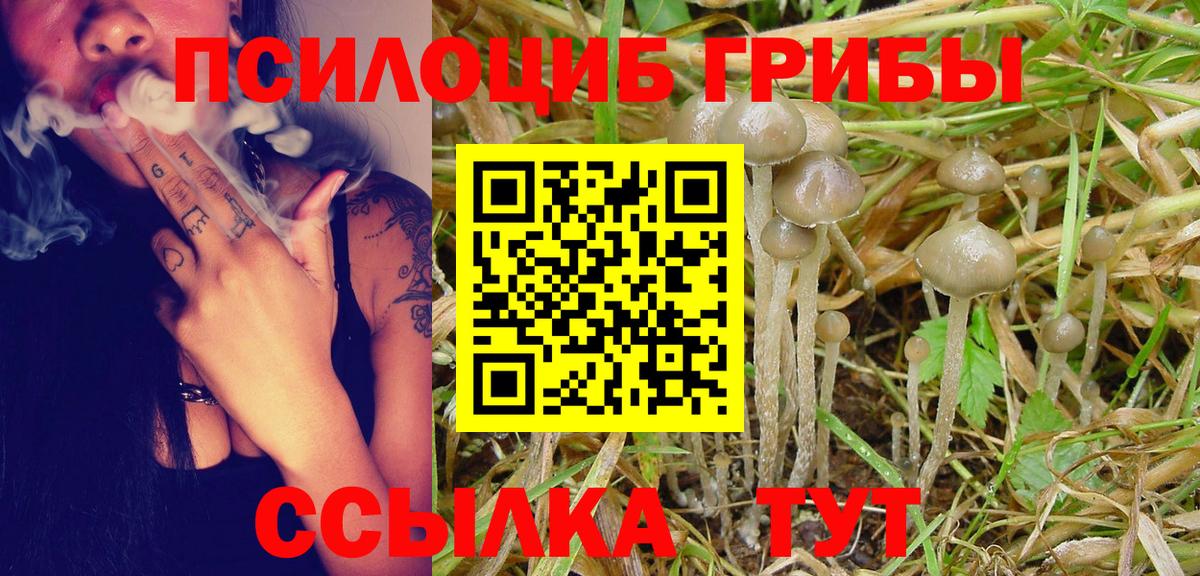 Тверь  Галлюциногенные грибы Psilocybe  Вход с VPN 